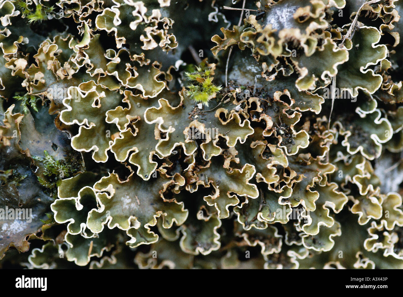 botany, lichen, Parmelia exasperatula, on stone, close-up, lichens, Stock Photo