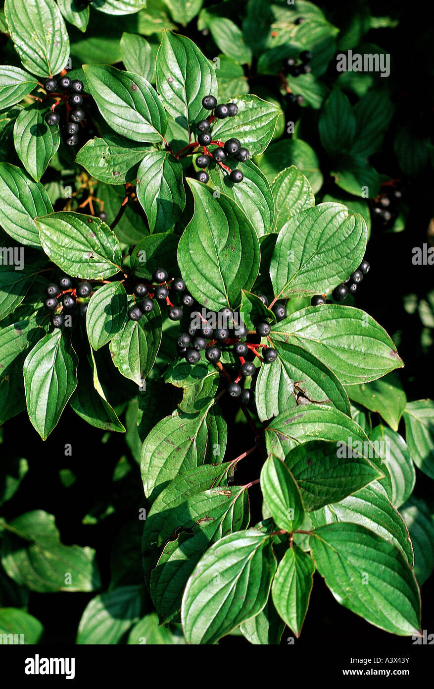 botany, dogwood, (Cornus), Common Dogwood, (Cornus sanguinea), berries, at branch, Cornales, Cornaceae, Rosidae, Stock Photo