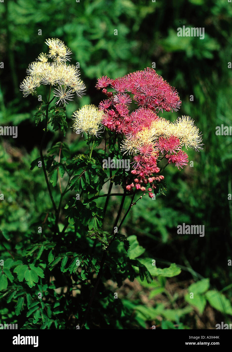 botany, Meadow-rue, (Thalictrum), Greater Meadow-rue, (Thalictrum aquilegifolium), blossoms, blooming, white, pink, leaves, Ranu Stock Photo