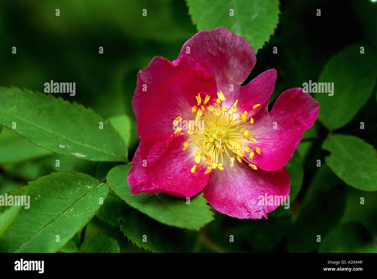 botany, rose, (Rosa), Gallic Rose, (Rosa gallica), blossom, French Rose ...