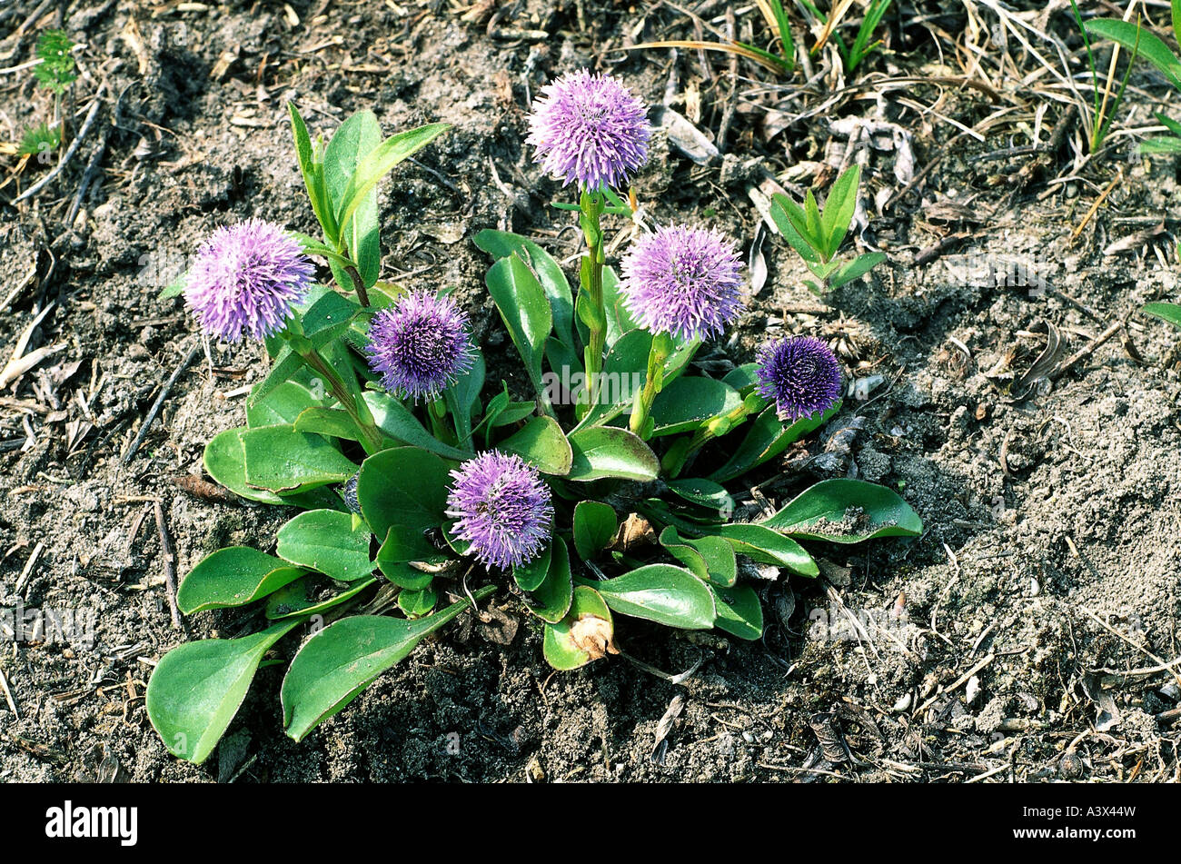 botany, Globularia, (Globularia), Common Globularia, (Globularia punctata), Globulariaceae, Asteridae, Scrophulariales, purple, Stock Photo