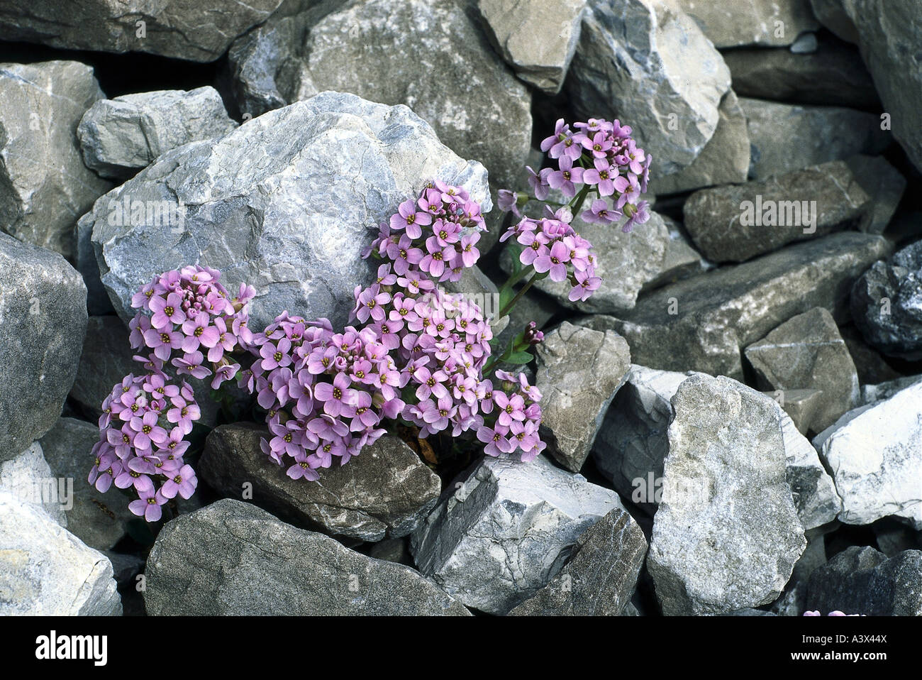 botany, Thlaspi, Round-leaved Pennycress, (Thlaspi rotundifolium), between stones, lilac, blooming, purple, Dilleniidae, Cappara Stock Photo