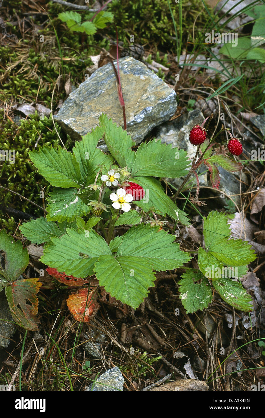 botany, Strawberry, (Fragaria), Woodland strawberries, (Fragaria vesca), mellow, blossom, at plant, fruit, fruits, red, mellow, Stock Photo