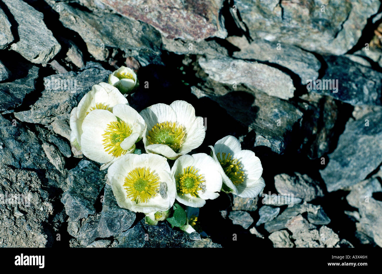 botany, crowfoot, (Ranunculus), Glacier crowfoot, (Ranunculus glacialis), on rock, Ranunculaceae, Magnoliidae, Ranunculales, Ran Stock Photo