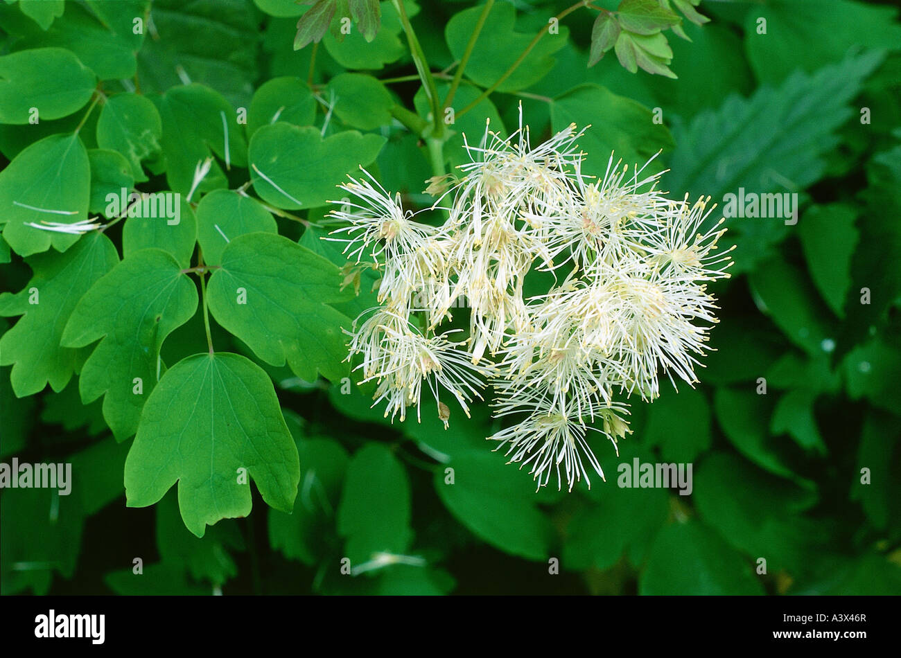botany, Meadow-rue, (Thalictrum), Greater Meadow-rue, (Thalictrum aquilegifolium), blossom, leaves, blooming, flowering, white, Stock Photo