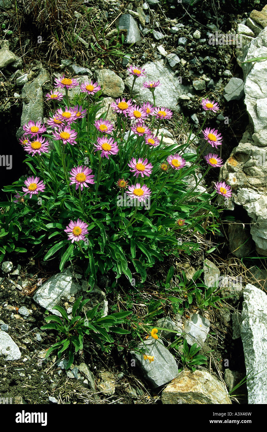 botany, Aster, (Aster), Alpine Aster, (Aster alpinus), blossoms at shoot, purple, flowering, blooming, blossom, star, Asterales, Stock Photo