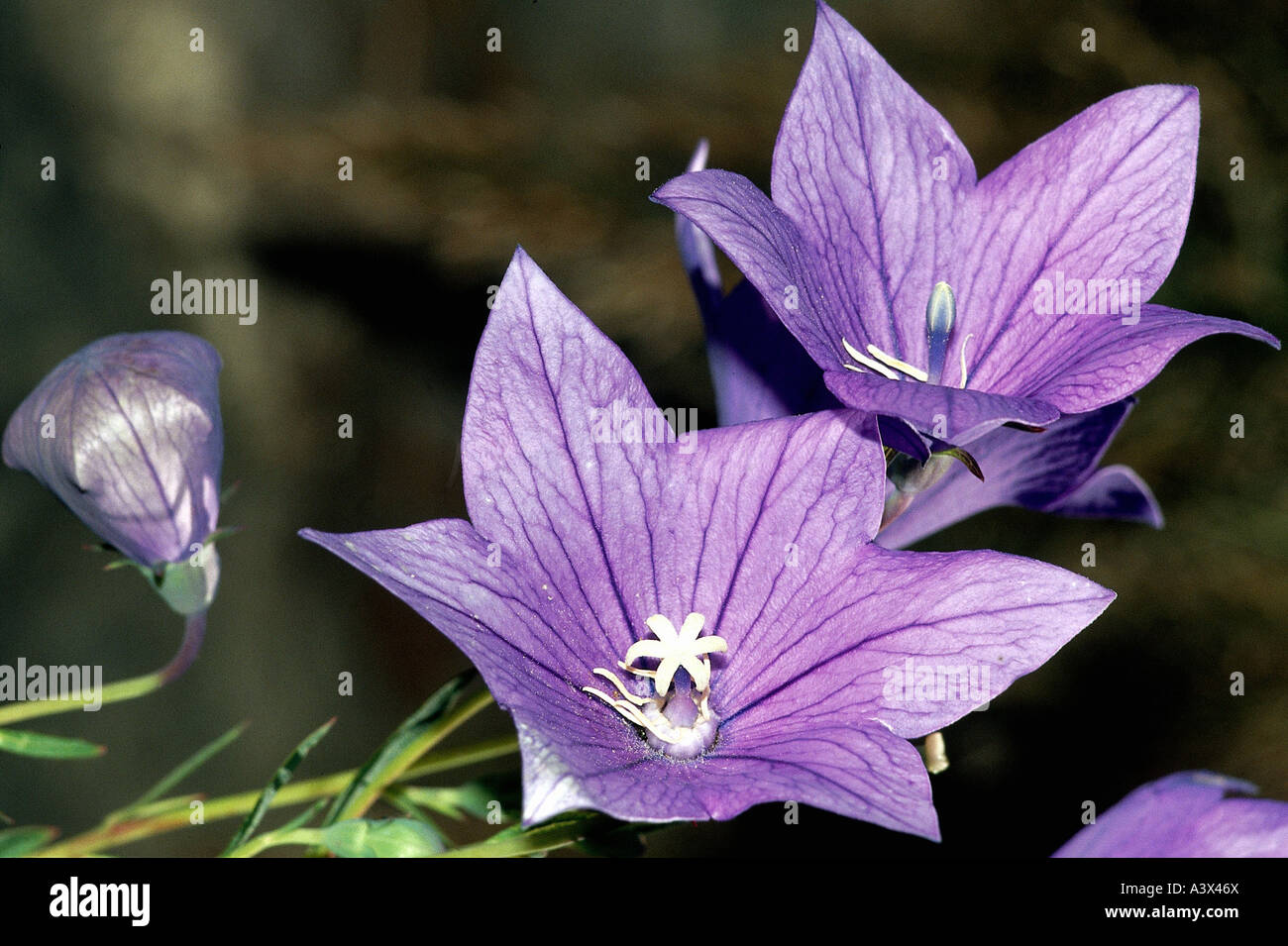 botany, Chinese bellflower, (Platycodon grandiflorum), blossoms, detail, close-up, purple, violet, close up, platycodon, common Stock Photo