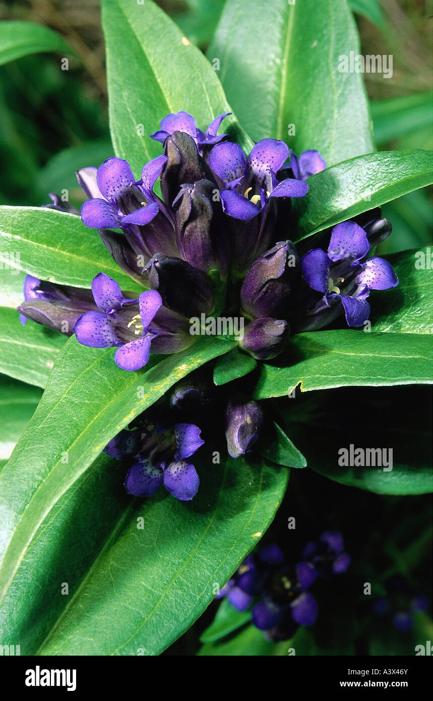 botany, Gentiana, Cross Gentian, buds and blossoms, purple, lilac, blooming, leaves, Gentianaceae, Asteridae, Gentianales, Stock Photo