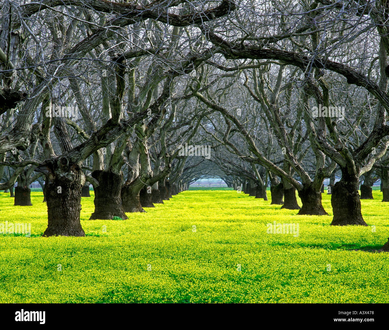 Old walnut orchard with yellow legume ground cover Near Colusa