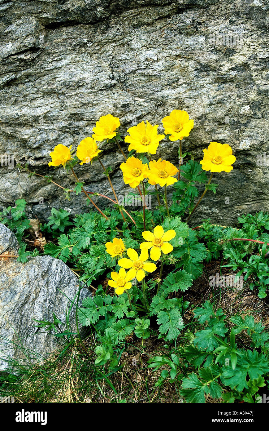 botany, Geum, (Geum), Creeping Avens, (Geum reptans), blossom, at shoot, yellow, blooming, flowering, leaves, Rosaceae, Spiraeoi Stock Photo