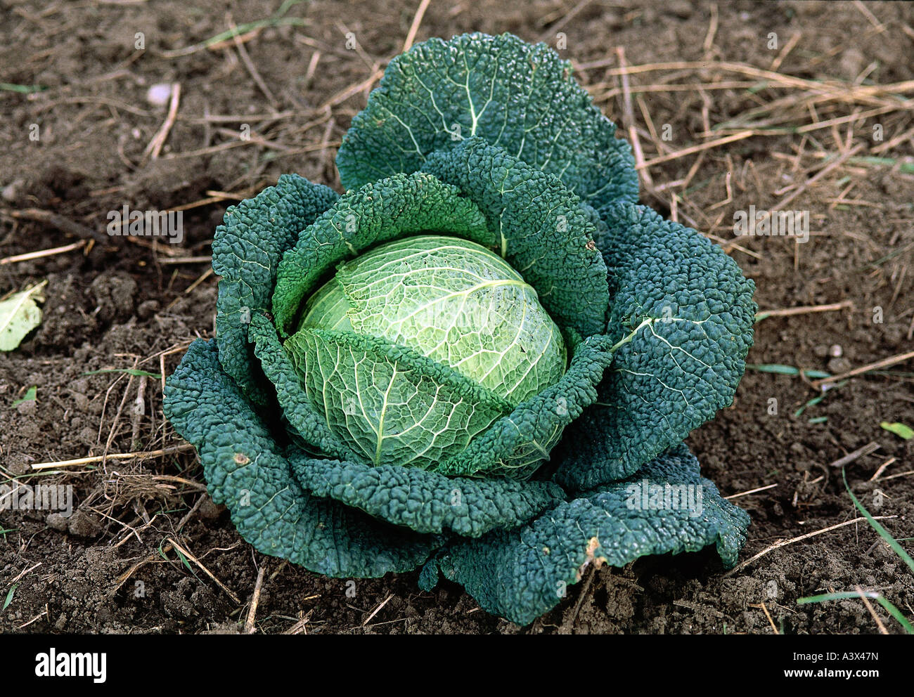 botany, Savoy cabbage, (Brassica capitata), on ground, Brassicaceae, Dilleniidae, Capparales, cabbages, vegetable, vegetables, C Stock Photo