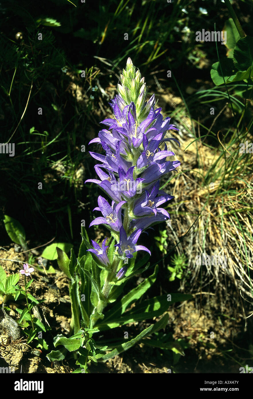botany, bellflower, (Campanula), Campanula spicata, in meadow, purple, flowering, blooming, Campanulaceae, Asteridae, Campanulal Stock Photo
