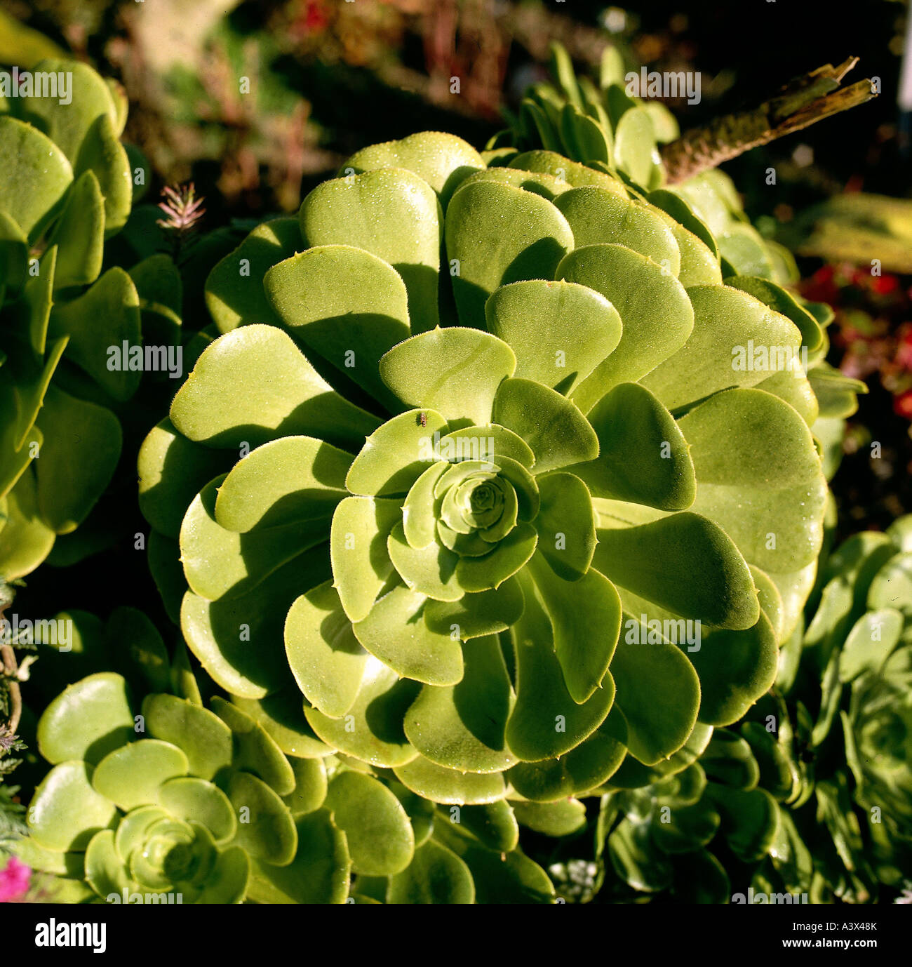botany, Aeonium subplanum, (Aeonium subplanum), leaves, Rosidae, Crassulaceae, Stock Photo