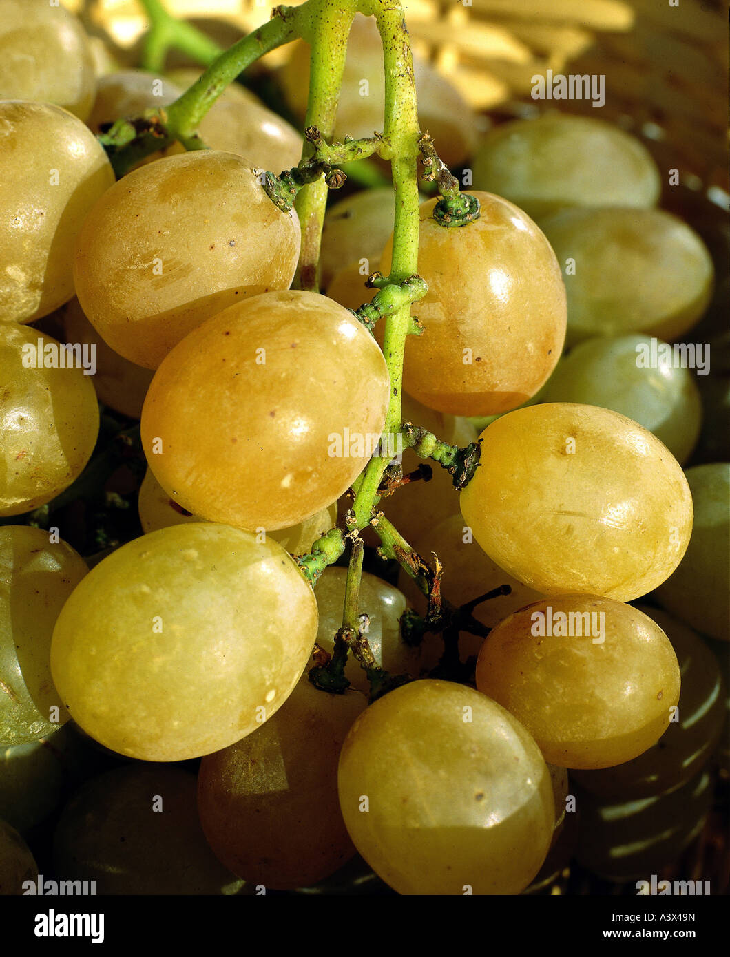 'botany, grape-vine, (Vitis), European grapevine, (Vitis vinifera), 'Yellow Grape', grape, at vine, berry, berries, bunches of Stock Photo