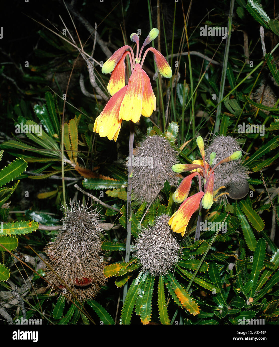 Blandfordia nobilis hi-res stock photography and images - Alamy