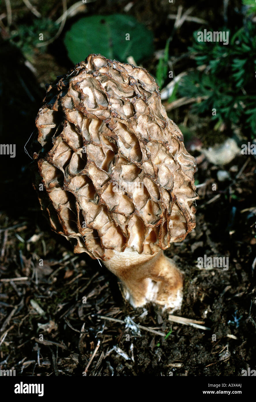 botany, fungi, morels, (Morchella), Morel, (Morchella esculenta), on woodground, eatable, edible mushroom, morel, Morchella rotu Stock Photo