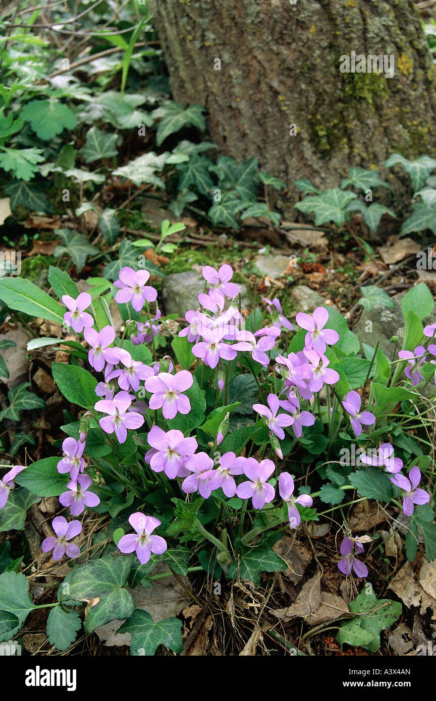 botany, Viola, species, Heath Dog-violet, (Viola canina), on woodground, Heath Violet, Violaceae, Dilleniidae, Violales, Stock Photo