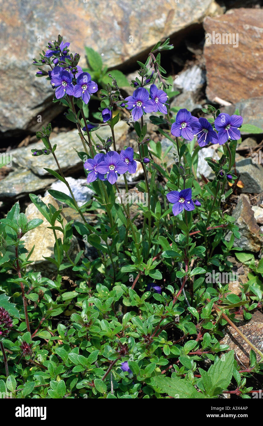 botany, Speedwell, (Veronica), Rock Speedwell, (Veronica fruticans), on rock, blooming, purple, Scrophulariaceae, Scrophulariale Stock Photo