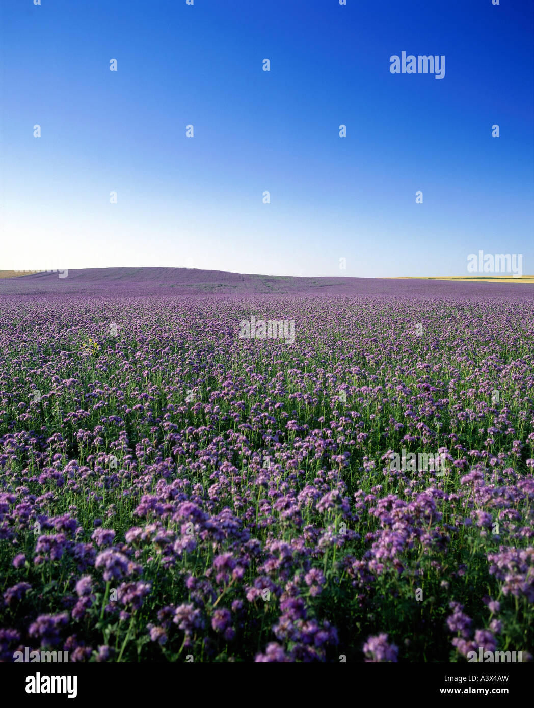 botany, Fiddleneck, (Phacelia tanacetifolia), flowering, on field, purple, blooming, cultivation, Liliopsida, Asteridae, Hydroph Stock Photo
