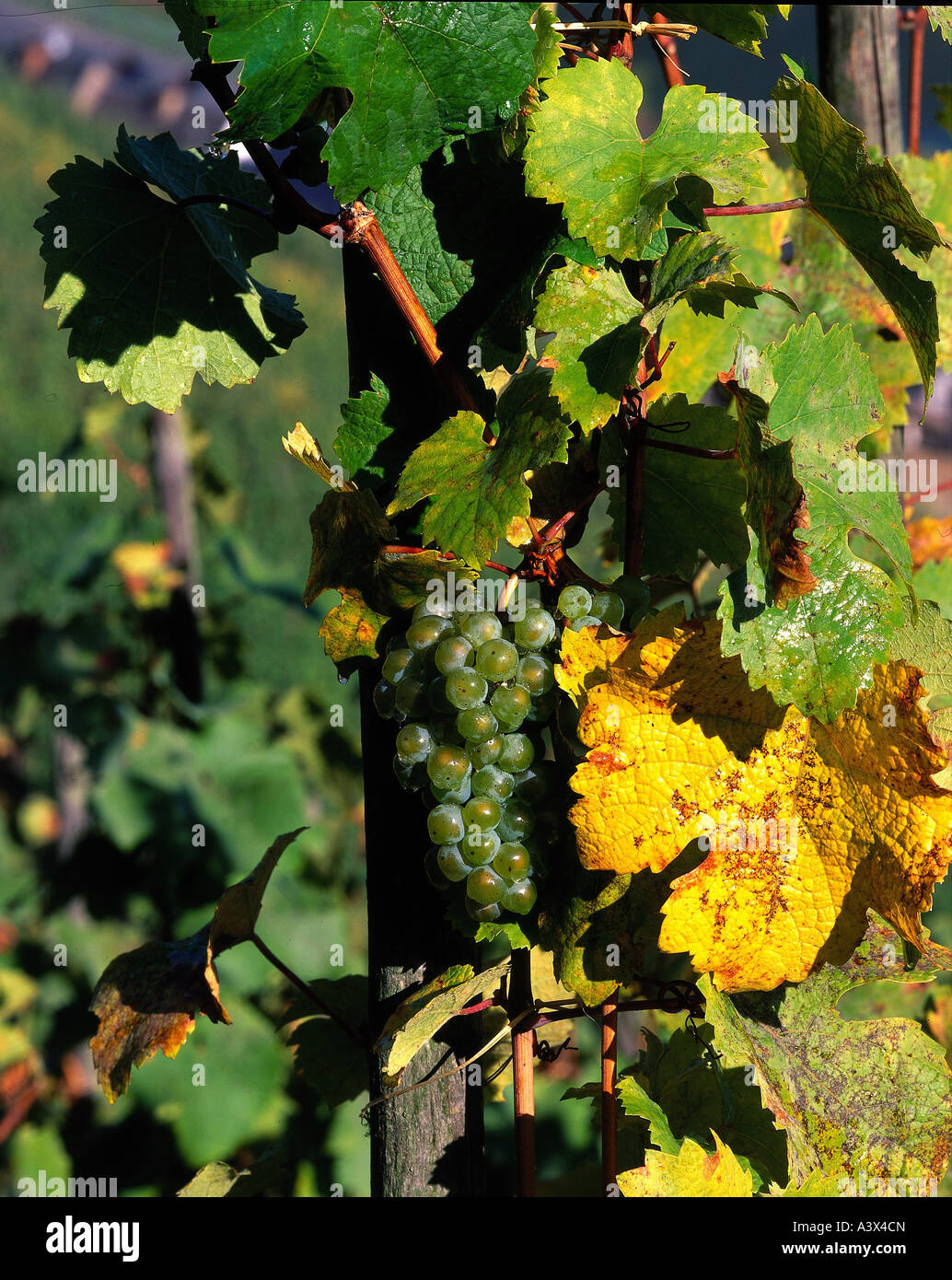'botany, grape-vine, (Vitis), European grapevine, (Vitis vinifera), 'Riesling', grape, at vine, berry, berries, bunches of gra Stock Photo