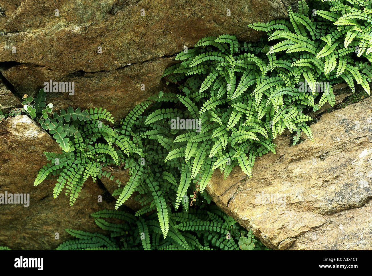 botany, fern, (Asplenium), Maidenhair Spleenwort, (Asplenium trichomanes), on rock, Polypodiaceae, ferns, Polypodiophyta, Asplen Stock Photo