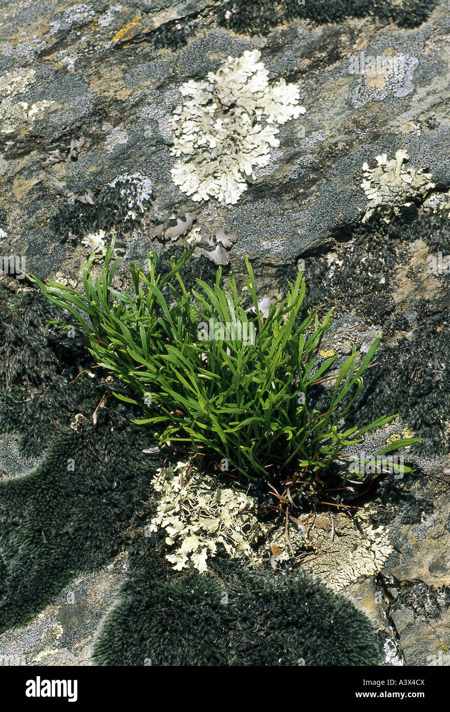 botany, fern, Spleenwort, (Asplenium), Maidenhair Spleenwort, (Asplenium trichomanes), on rock, Polypodiaceae, ferns, Polypodiop Stock Photo