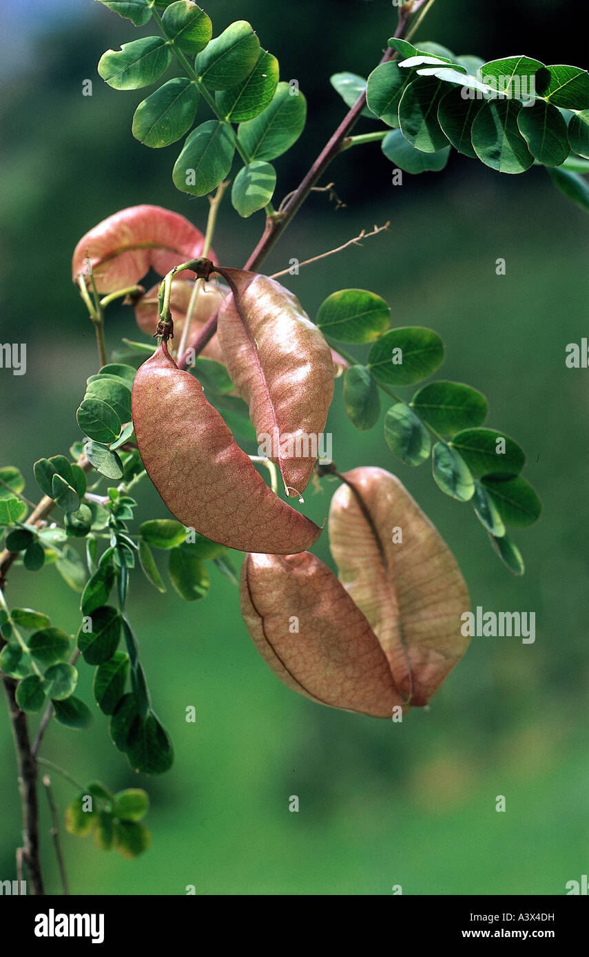 botany, Colutea, Bladder Senna, (Colutea arborescens), fruits at shrub, on branch, growing, fruit, pods, bladder, leaves, leaf, Stock Photo
