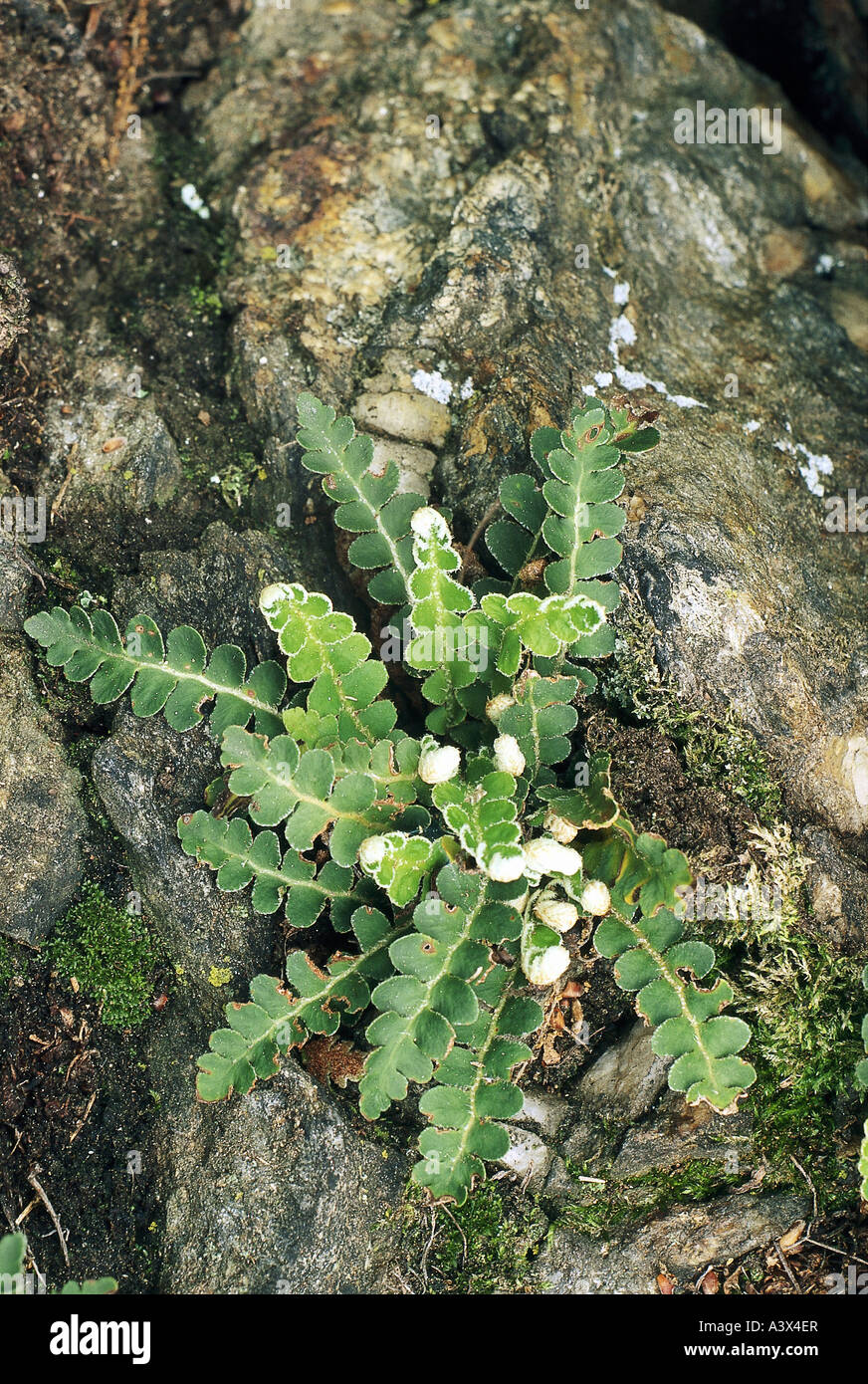 botany, fern, Spleewort, (Asplenium), Rustyback Fern, (Asplenium ceterach), on rock, Polypodiaceae, ferns, Ceterach officinarump Stock Photo