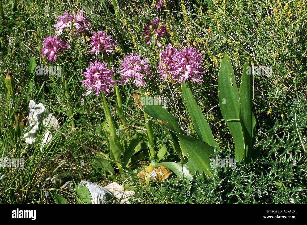 botany, Orchid, (Orchis), species, Italian Orchid, (Orchis italica), in meadow, orchids, Orchidales, Orchidaceae, Liliidae, Dact Stock Photo