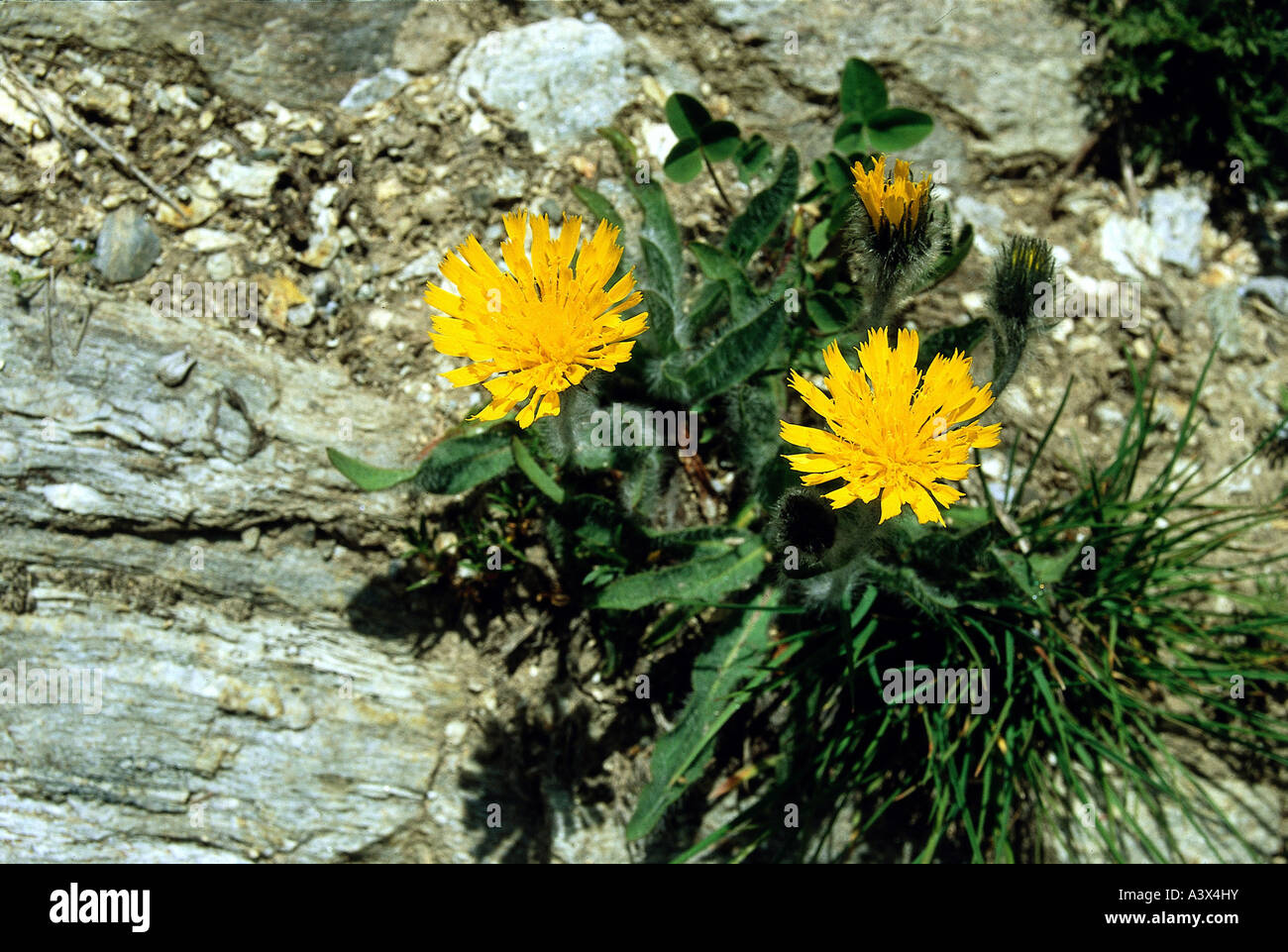 botany, dandelion, (Leontodon), Mountain Hawkbit, (Leontodon montanus), on stones, composite plant, Asteraceae, Compositae, Aste Stock Photo