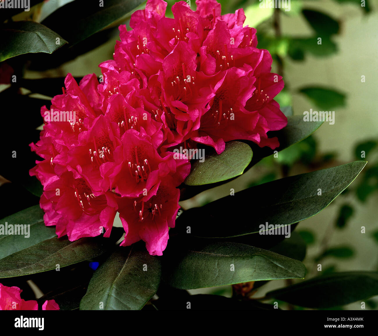 botany, Rhododendron, Alpen Rose, species: Rhododendron hybride, blossoms,  blooming, blossom, leaves, leaf, Ericaceae, Ericales Stock Photo - Alamy