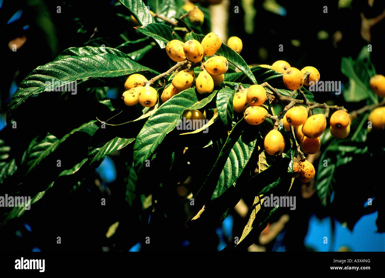 botany, Medlar, (Mespilus germanica), fruits, at branch, yellow, mellow, mellowing, growing, hanging, stone fruit, Rosales, Rosa Stock Photo