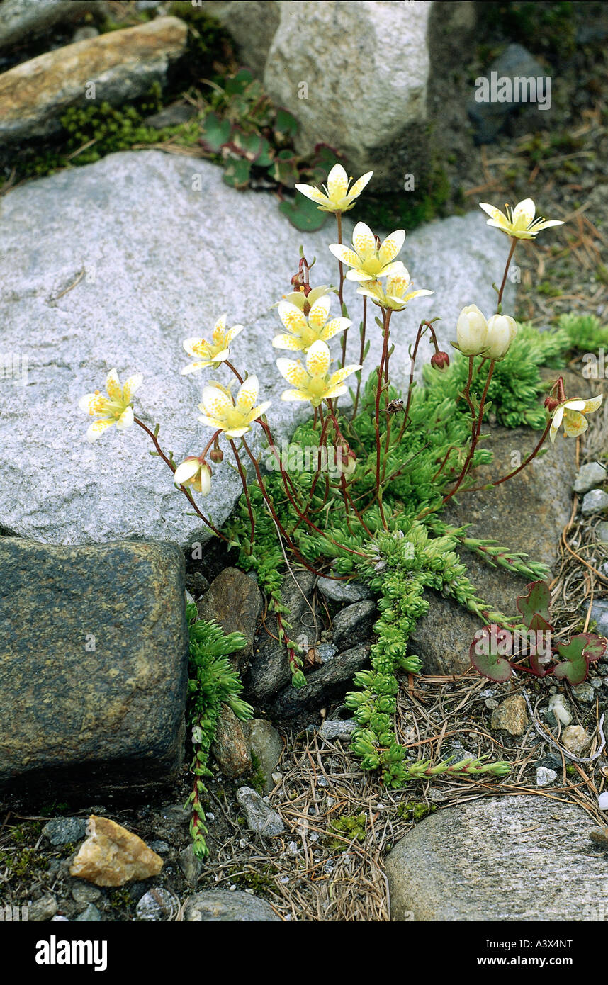 botany, Saxifraga, (Saxifraga), Mossy Saxifrage, (Saxifraga bryoides), on rocks, Rosidae, Rosales, blooming, flowering, ground, Stock Photo