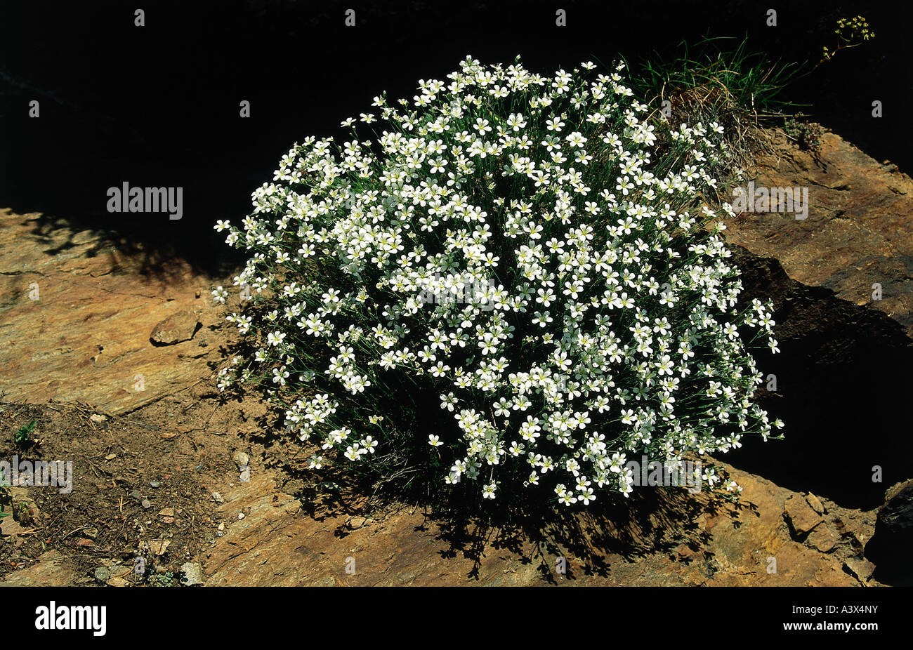 botany, Mouse-ear chickeed, (Cerastium), field chickweed, (Cerastium latifolium), on rock, Brassiaceae, Cruciferae, Dilleniidae, Stock Photo