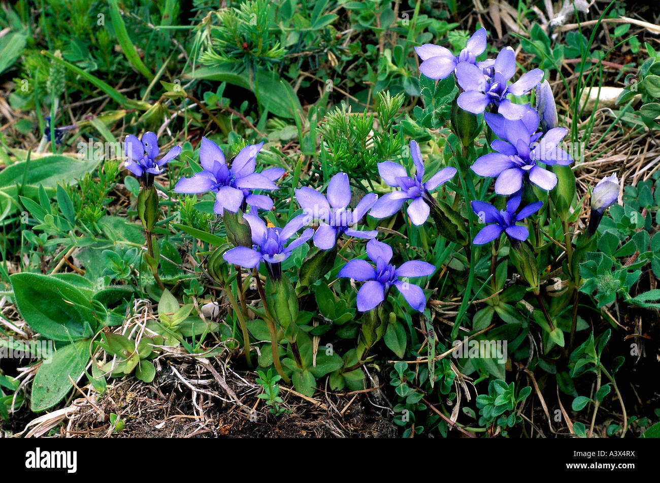 botany, Gentiana, Spring Gentina, (Gentiana verna), on meadow, growing in grass, blooming, blossom, blossoms, Asteridae, Gentian Stock Photo