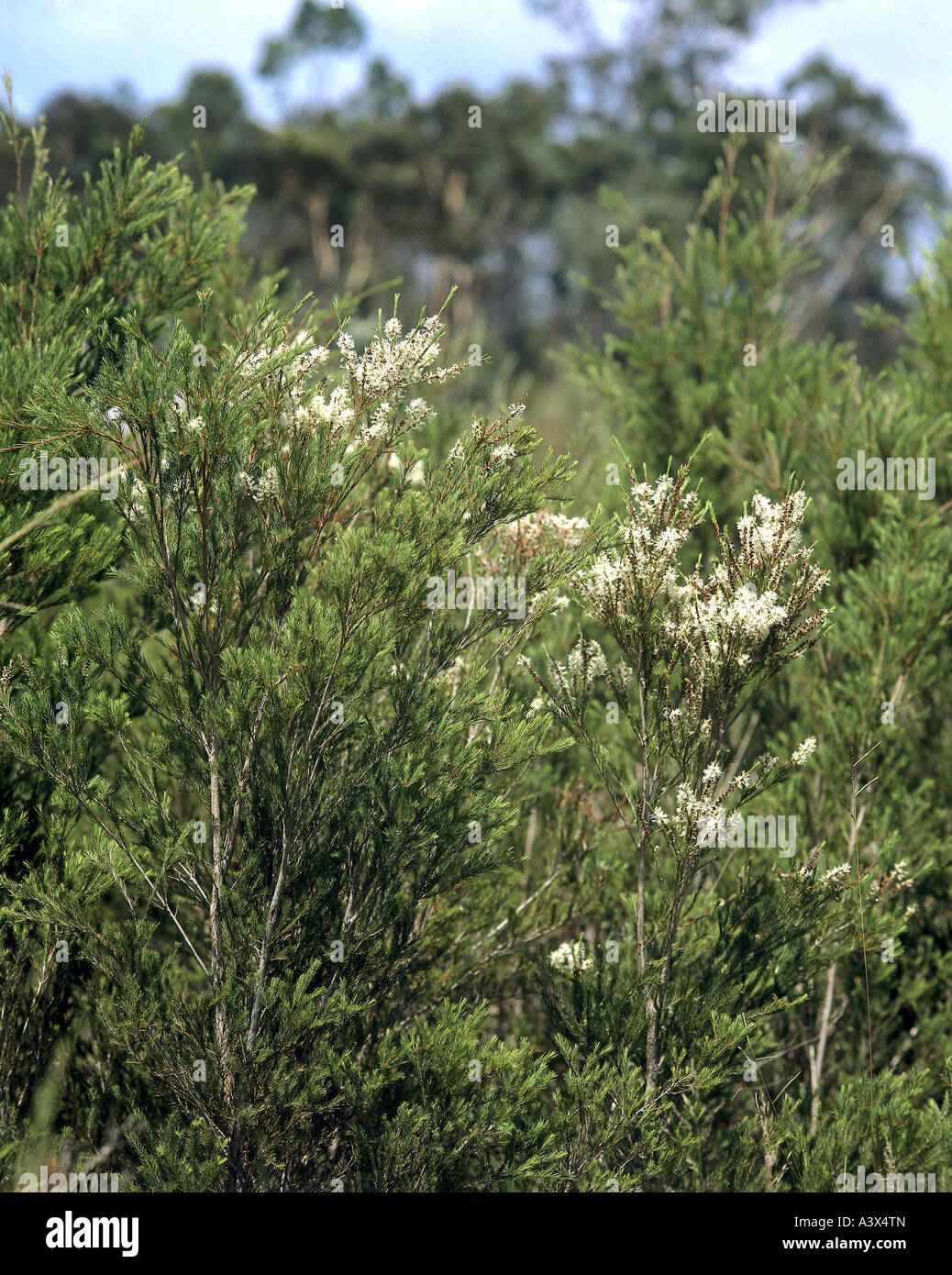 botany, Tea-tree, Narrow-leaved Paperbark, (Melaleuca alternifolia), blossoms, tree, Bottlebrush, Myrtaceae, Rosidae, Myrtales, Stock Photo