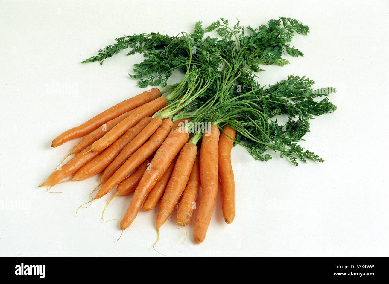 botany, carrot, (Daucus carota), yellow taproots, studio shot, root, roots, vegetable, carotts, Umbelliferae, Apiaceae, Rosidae, Stock Photo