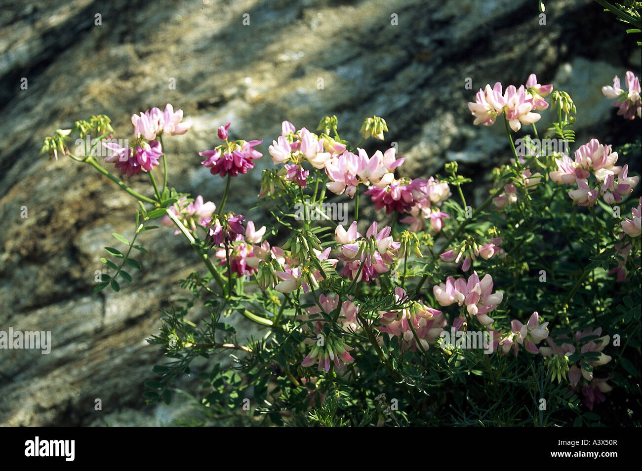 botany, Astragalus, (Astragalus), Sainforth milkvetch, (Astragalus onobrychis), blossoms, Leguminosae, Fabaceae, Rosidae, Fabale Stock Photo