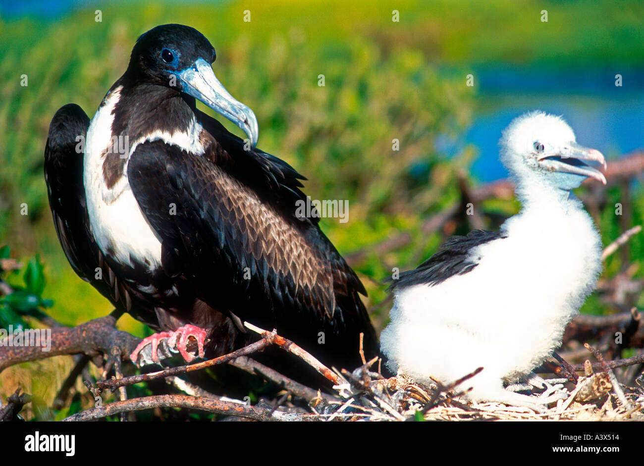 Frigate bird and chick rookery Barbuda Caribbean Stock Photo