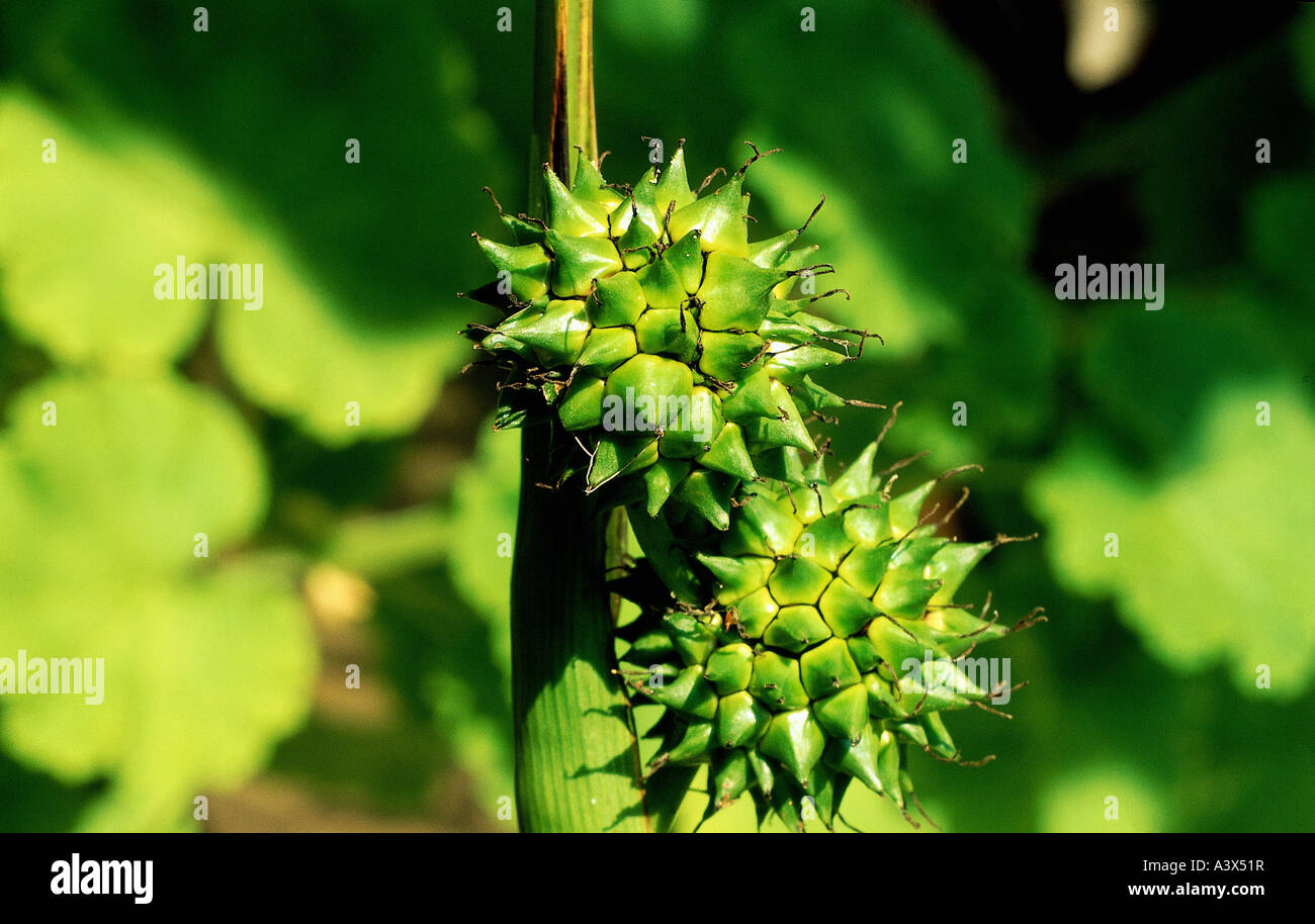 botany, Bur-reed, (Sparganium), Sparganium erectum, seed head, close-up, Sparganiaceae, Typhaceae, aquatic plant, Commelinidae, Stock Photo