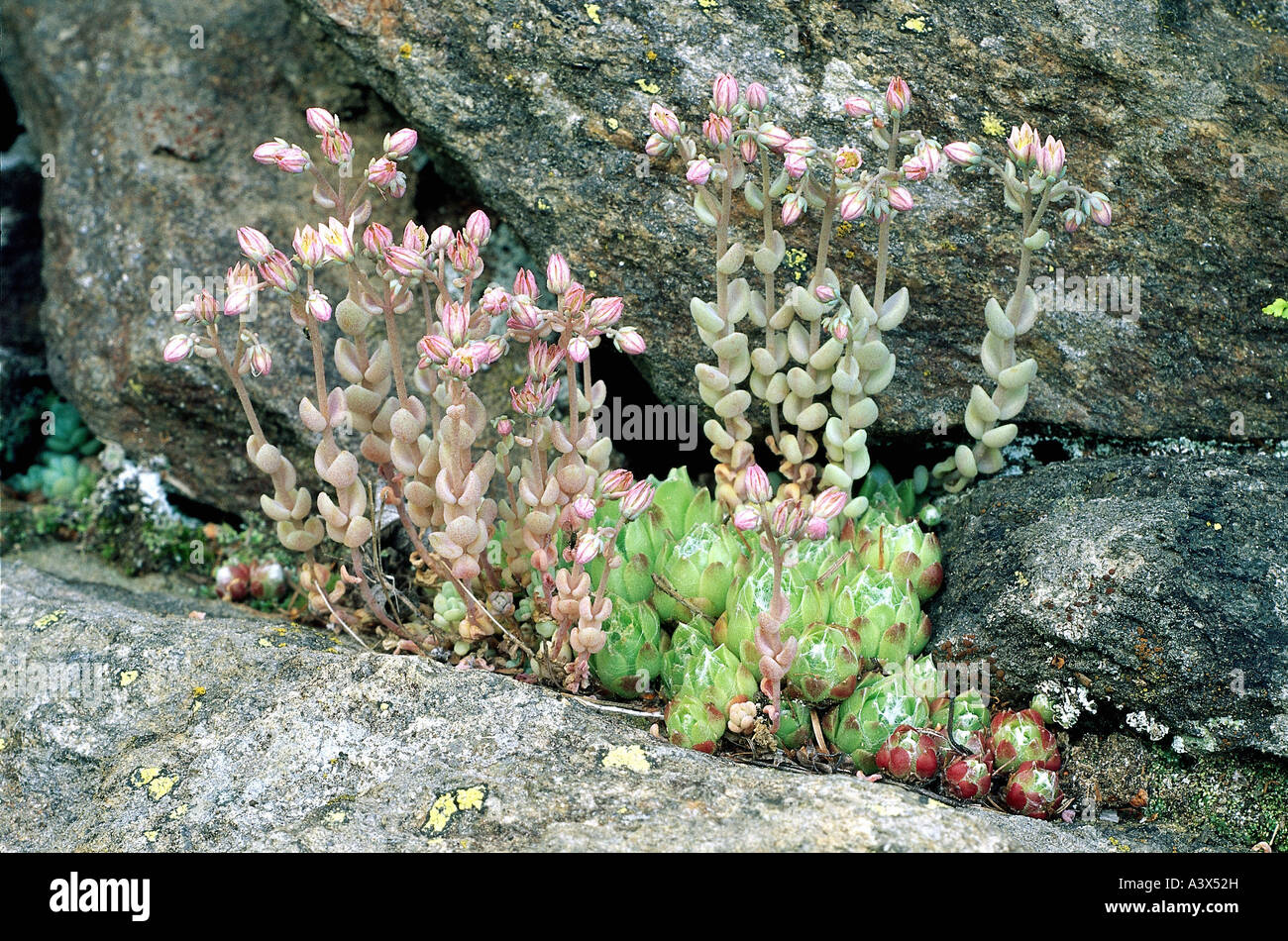 botany, Sedum, Sedum alsinifolium, on rock, Crassulaceae, Rosidae, Rosales, blooming, Stock Photo