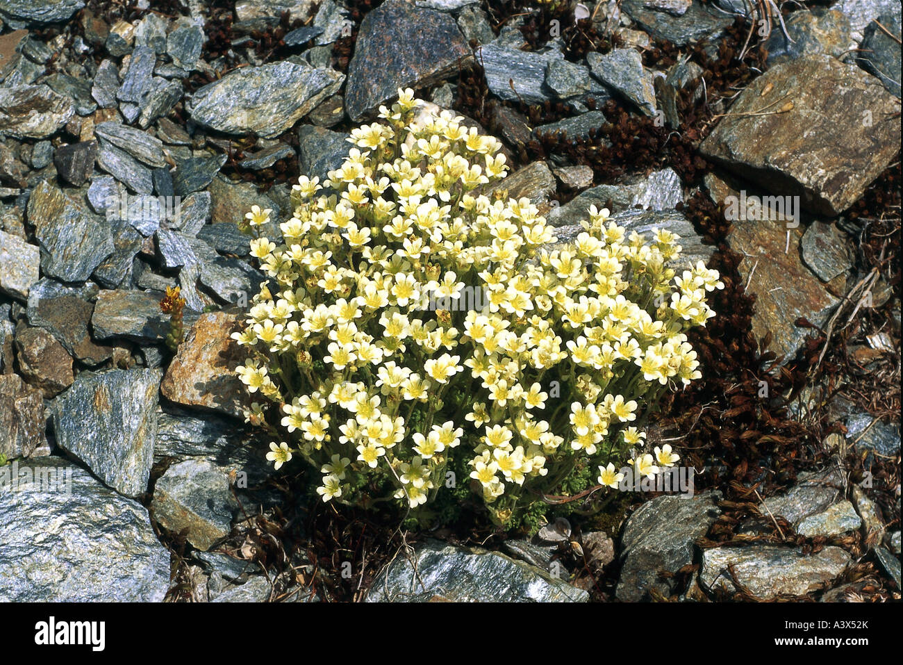 botany, Saxifraga, (Saxifraga), Mossy Saxifrage, (Saxifraga bryoides), on rocks, Rosidae, Rosales, blooming, flowering, ground, Stock Photo