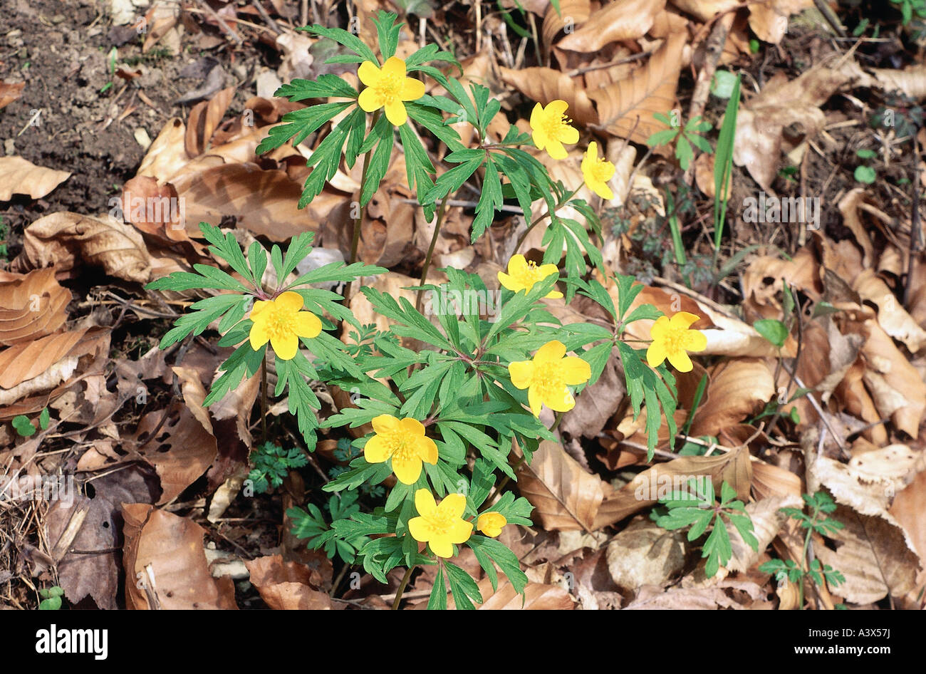 botany, Anemone, Yellow Wood Anemone, (Anemone ranunculoides), on woodground, Magnoliidae, Ranunculales, Ranunkel, Ranunculaceae Stock Photo