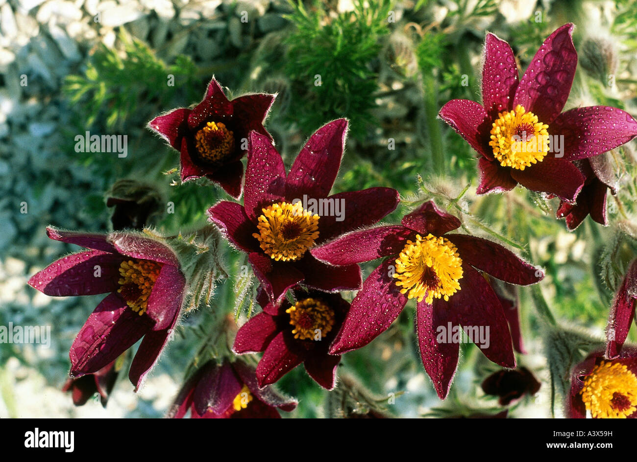 botany, Pasque flwoer, (Pulsatilla), Pulsatilla hybride, in meadow, Anemone, Ranunculaceae, Ranunculales, Ranunkel, Magnoliidae, Stock Photo