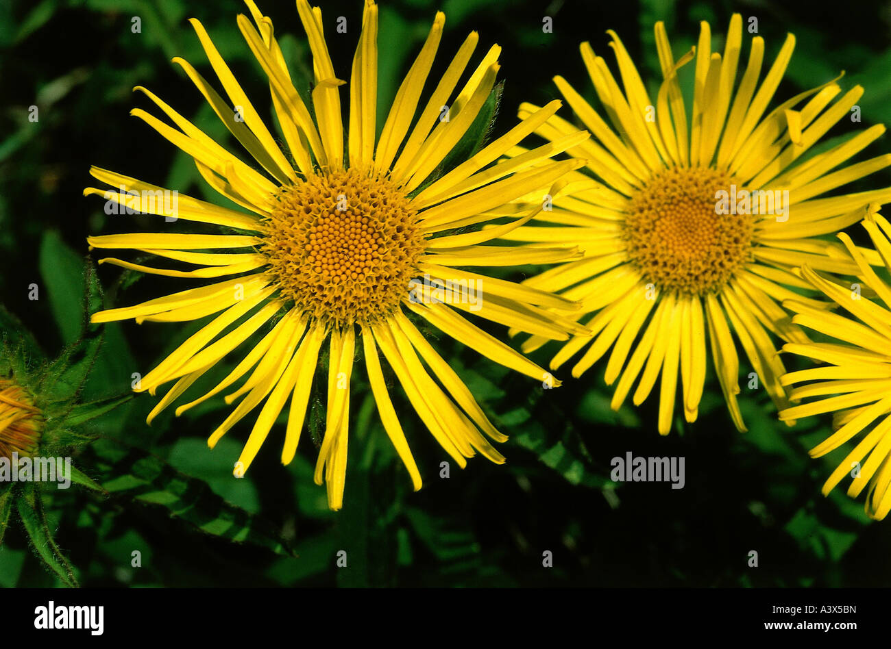 botany, fleabane, (Inula), Hairy fleabane, (Inula hirta), blossoms, yellow, blooming, flowering, Capitulum, Asteridae, Asterales Stock Photo