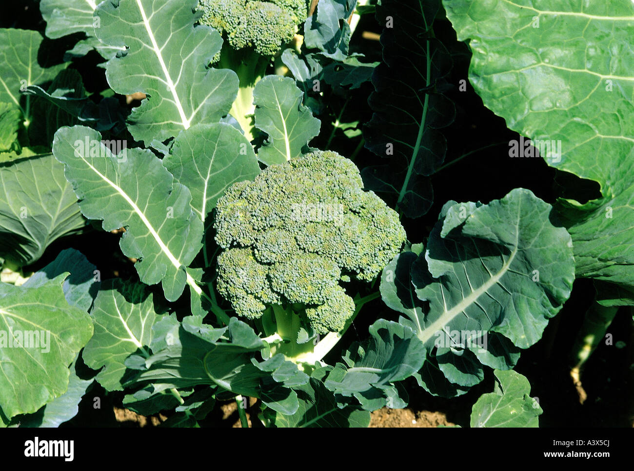 botany, vegetable, Broccoli, (Brassica italica), perennial, Cruciferae, Dilleniidae, Capparales, Brassaicaceae, cabbage, Stock Photo
