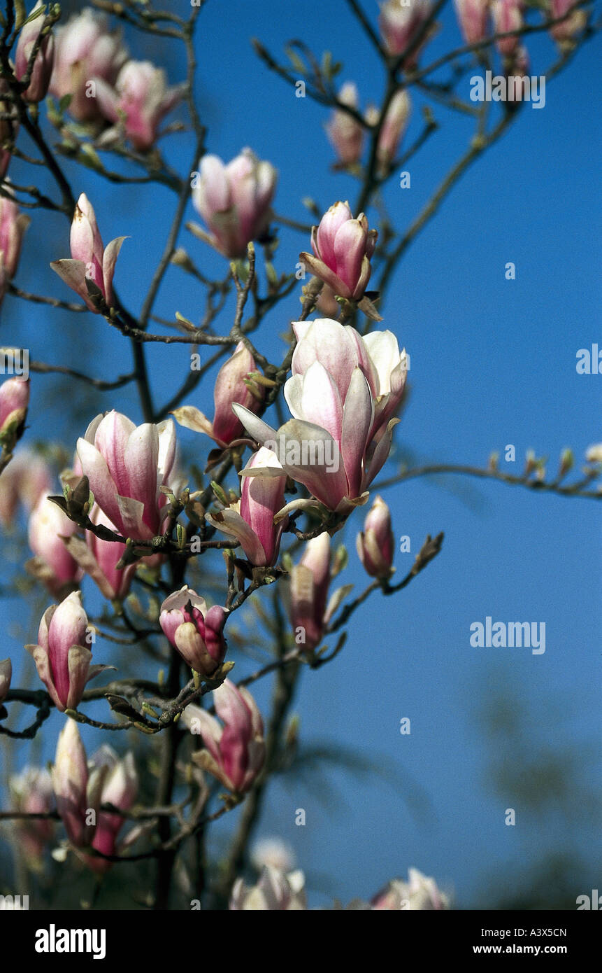 botany, Magnolia, (Magnolia), Saucer magnolia, (Magnolia soulangiana), blossoms and buds, tulps, pink, Magnoliidae, Magnoliaceae Stock Photo