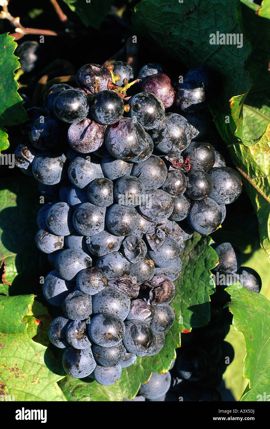 'botany, grape-vine, (Vitis), European grapevine, (Vitis vinifera), 'Zweigelt', grape, at vine, berry, berries, bunches of gra Stock Photo