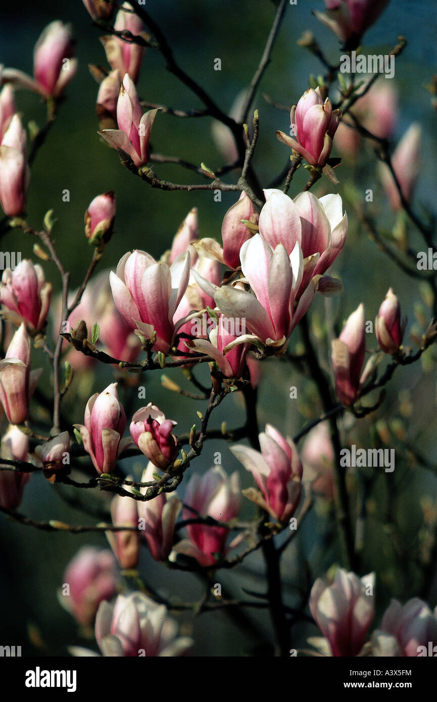 botany, Magnolia, (Magnolia), Saucer magnolia, (Magnolia soulangiana), buds, at branch, tulps, pink, Magnoliidae, Magnoliaceae, Stock Photo