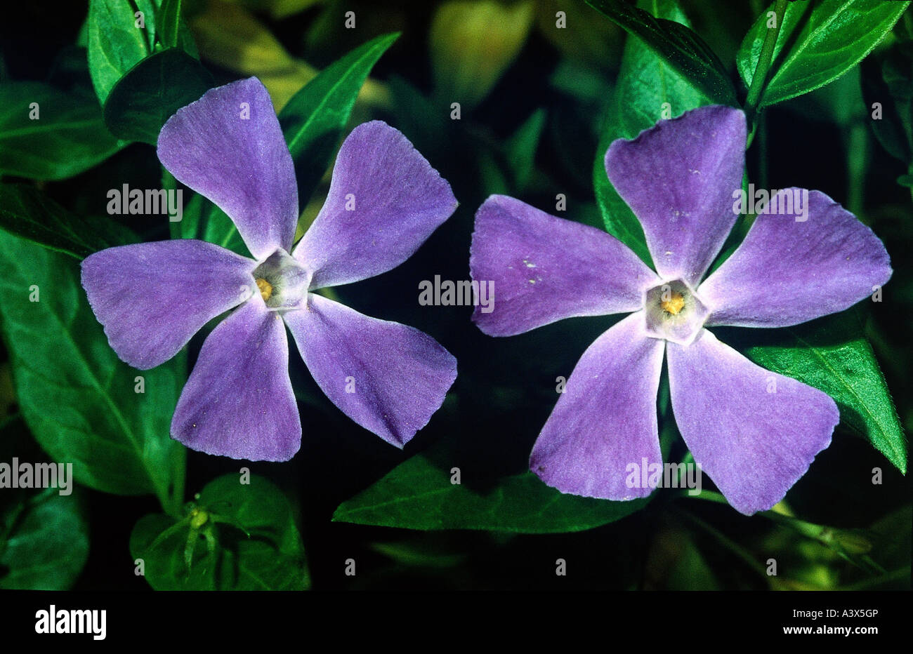 botany, Vinca, (Vinca), Large Periwinkle, (Vinca major), two blossoms, closeup, purple